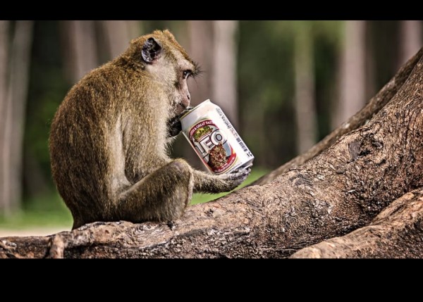 Strano ma vero: Kaula la scimmia ubriacona