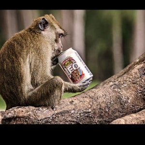 Strano ma vero: Kaula la scimmia ubriacona